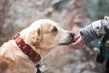 dog-1861839_1280 dog-1861839_1280